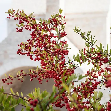 Hotel Ottolire Locorotondo